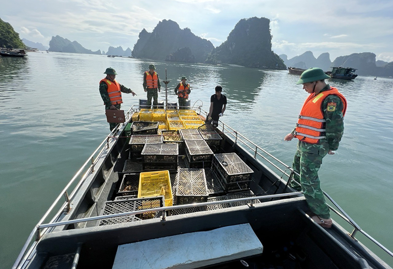 gia cầm nhập lậu