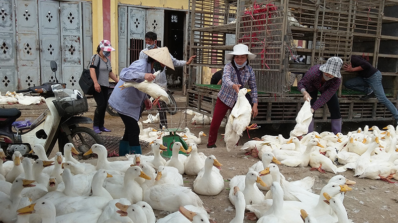 nhập lậu gia cầm